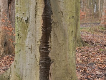 sok drzew 7, 